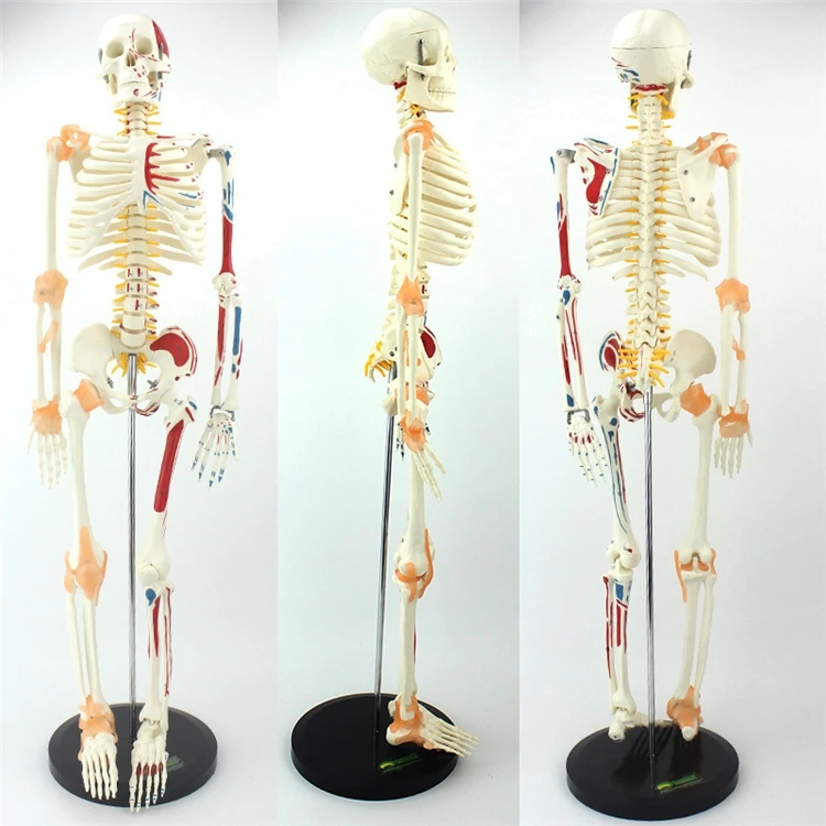 【HOT】Medische onderwijsmodelle - Medical Lab Upgrade recensie en prijs